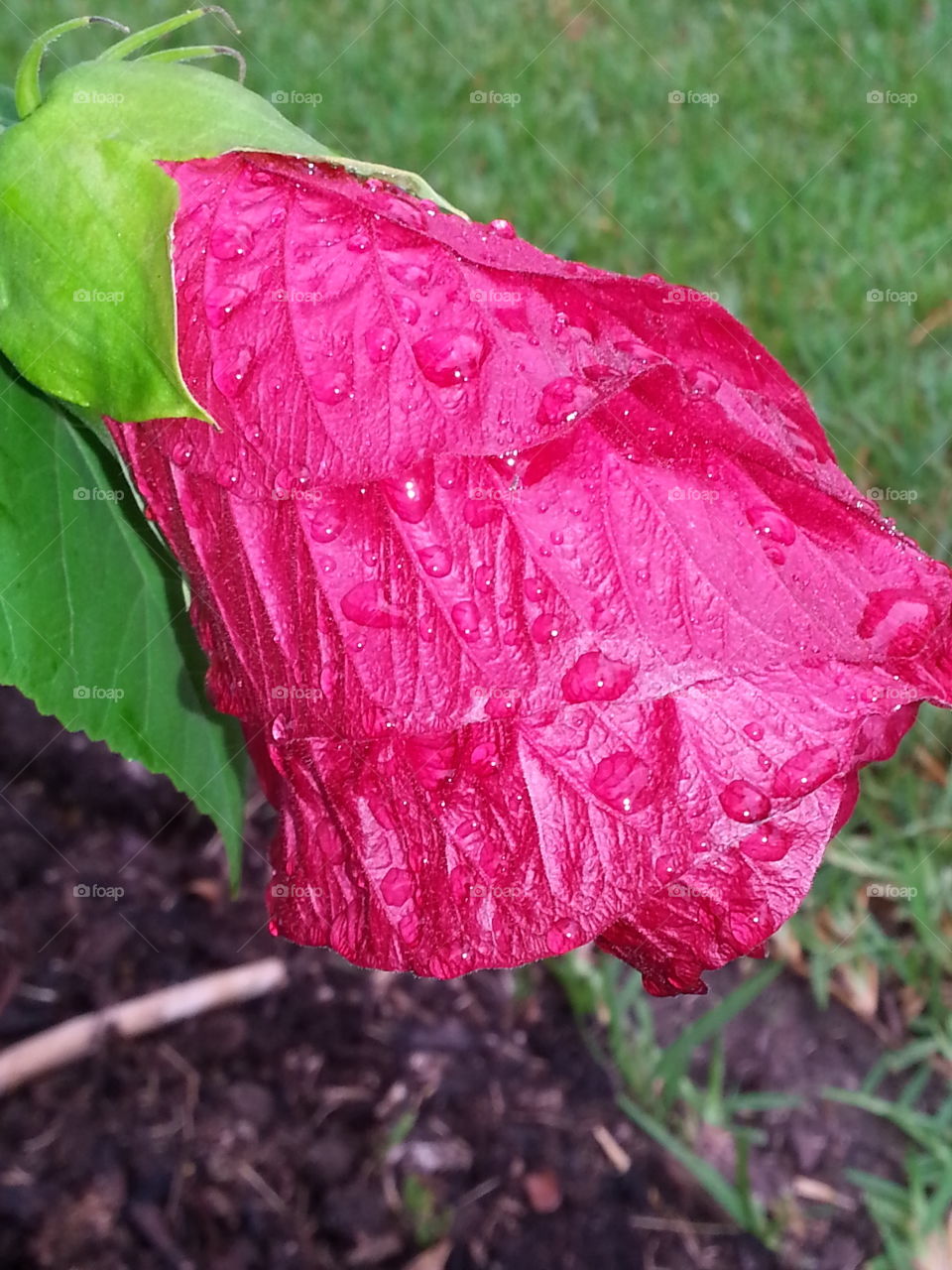 hibiscus in the rain