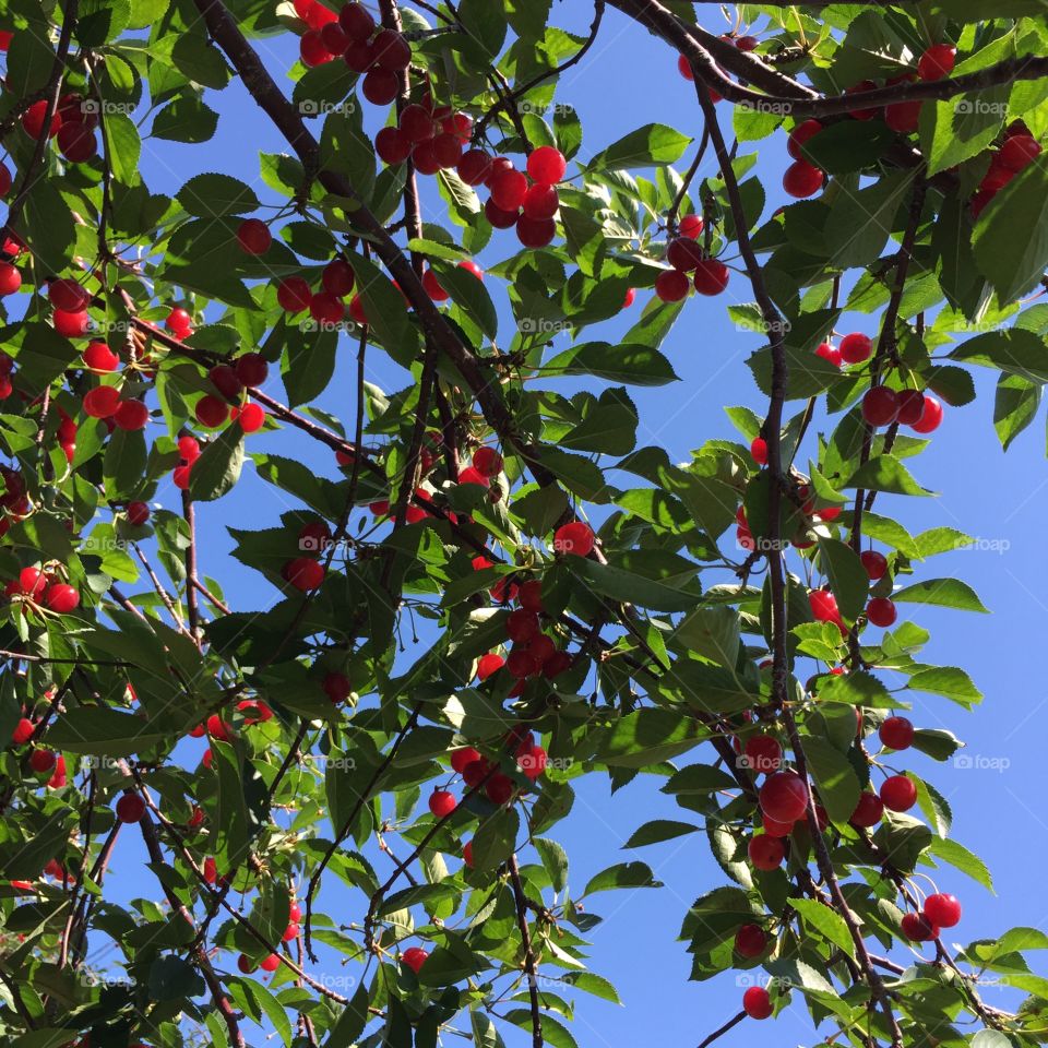 Cherries on a tree. Cherry picking 2015