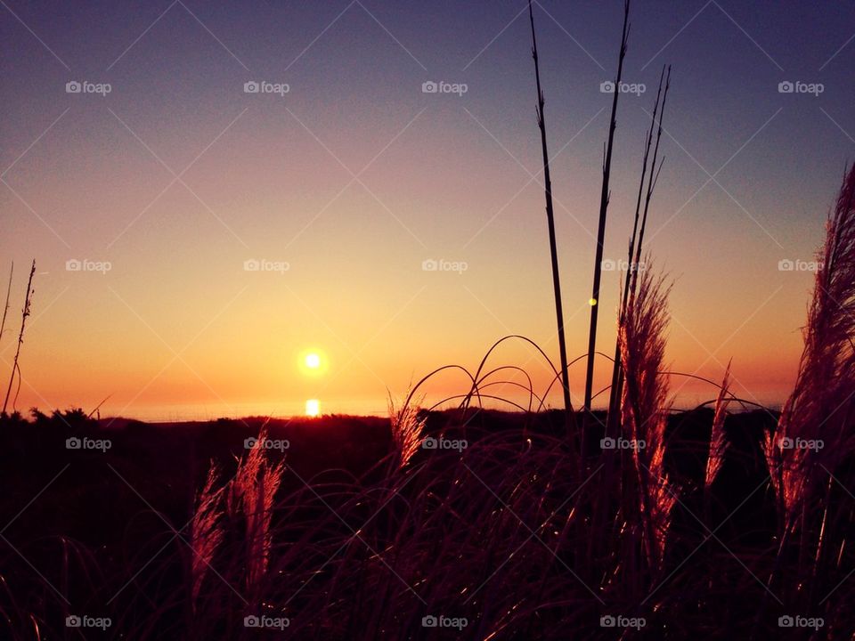 Sunrise in the reeds