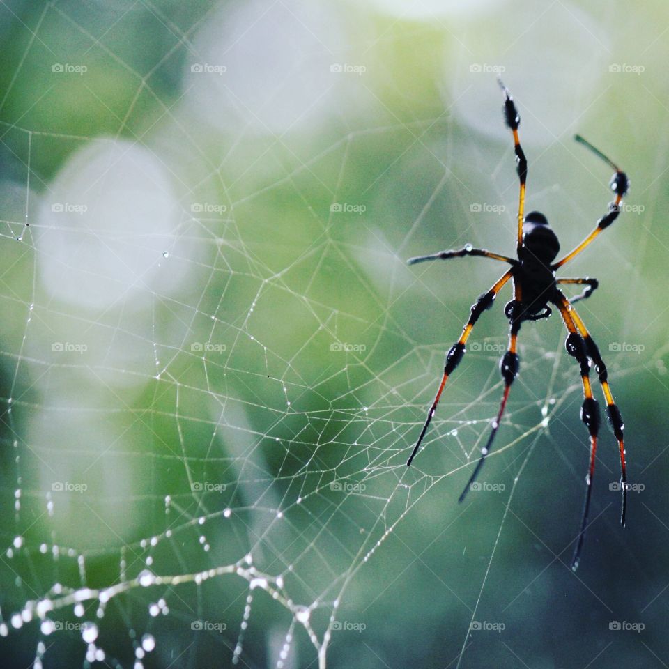 Spider looking for sunlight