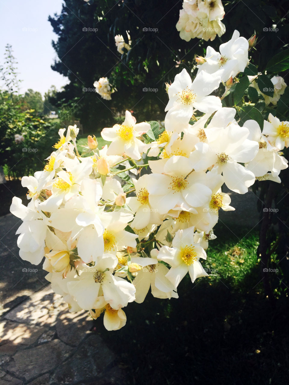 White roses 