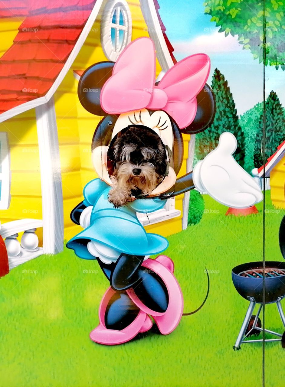 Miniature Schnautzer