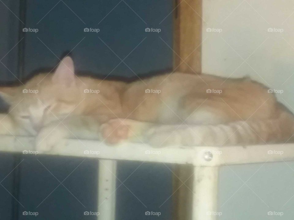 leeping on recycled metal table