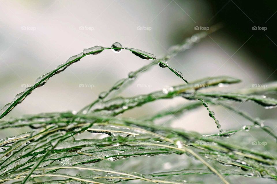 Frozen Grass