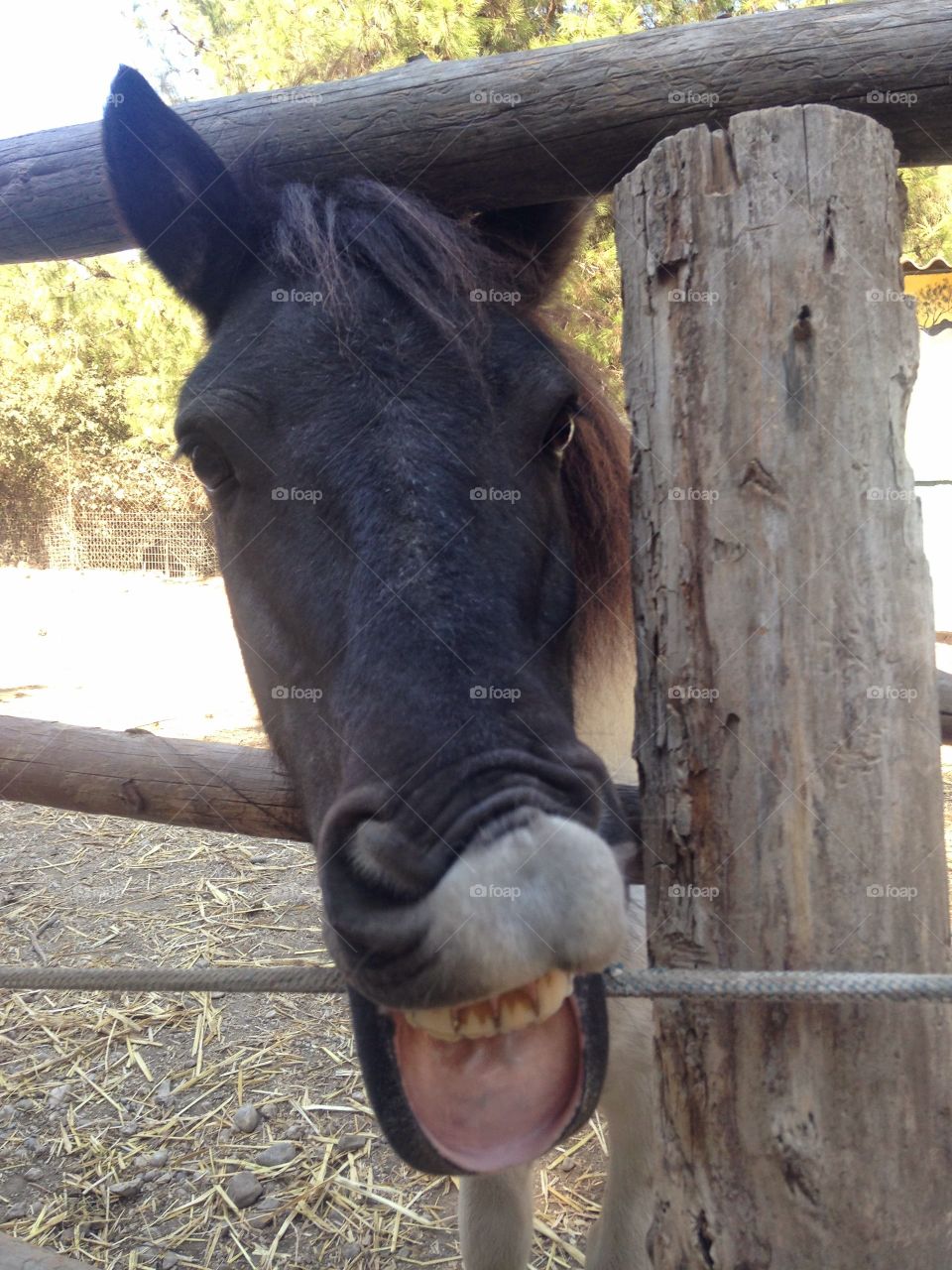 Discovering Rhodes. Funny animals 