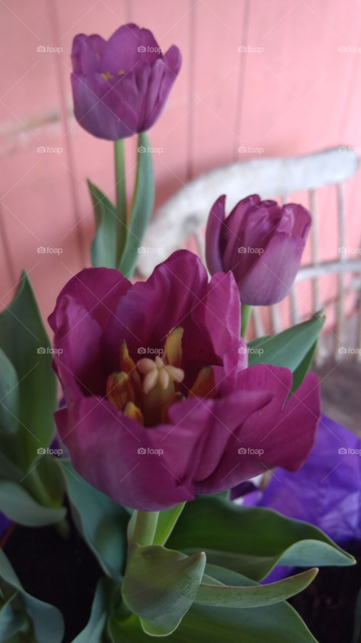 beautiful macro shot 🌷 tulips