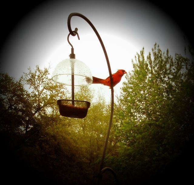 Cardinal