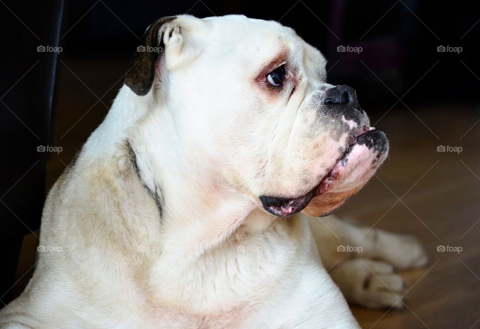 Beautiful big boss dog Dirk. He is already 11 and still going strong. Makes everyone smile every day and is a bulldog!