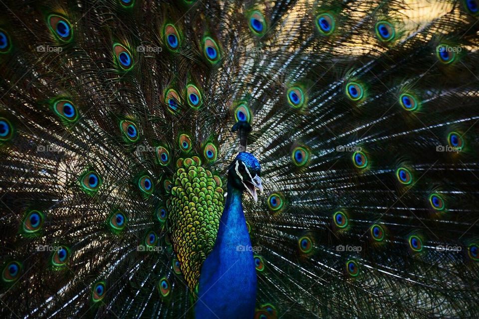 Peacock defense mechanism