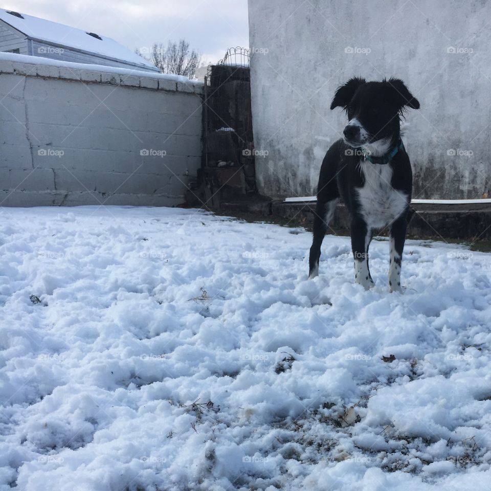 Puppy (hope) standing in the snow