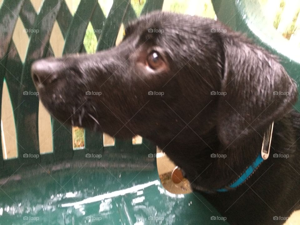 Puppy in the rain