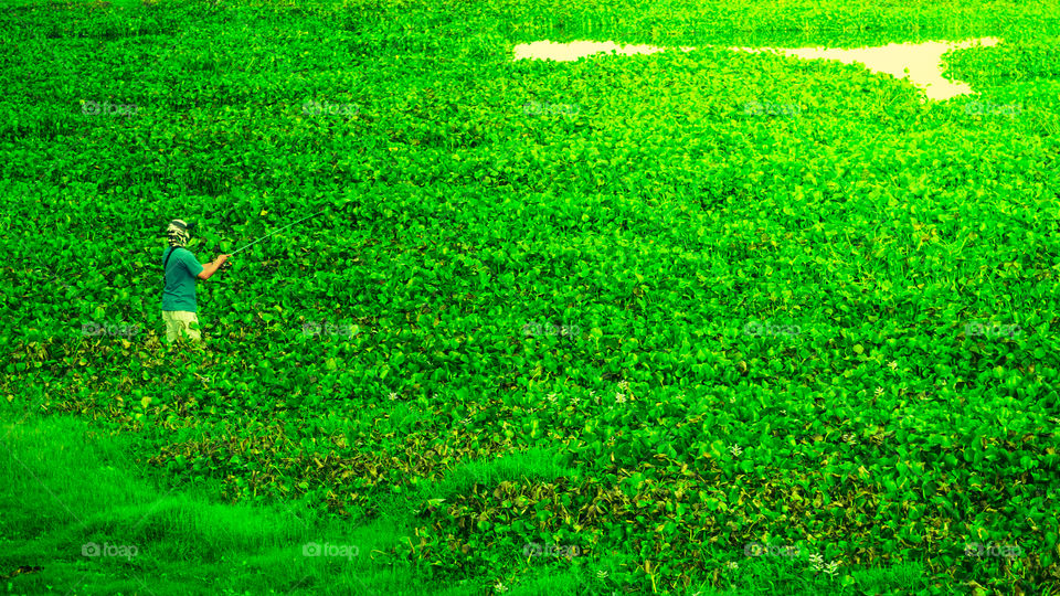 fishing on the edge of the lake which is filled with water hyacinth plants