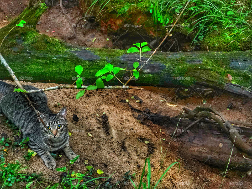  Benjamin Linus Under Log