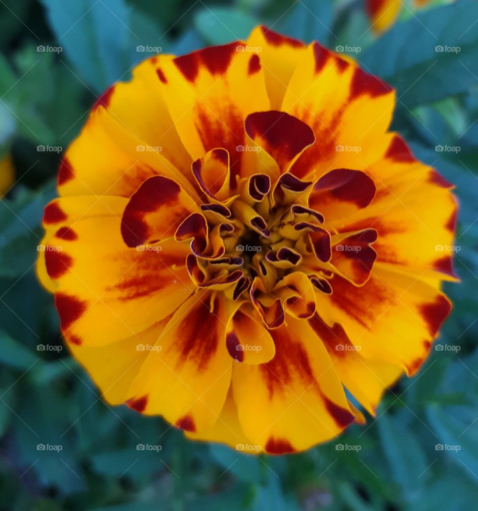 Bright orange flower in tree