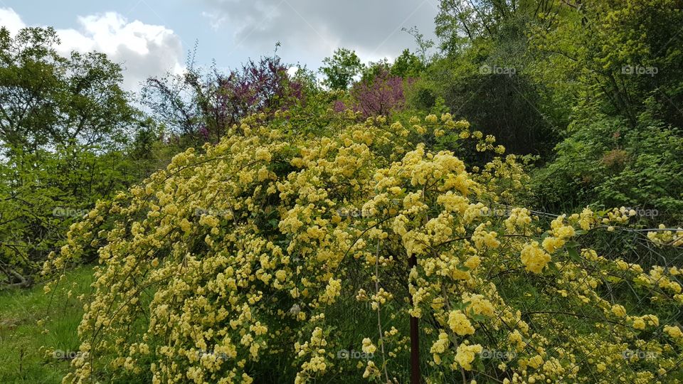 Flower, No Person, Nature, Flora, Summer