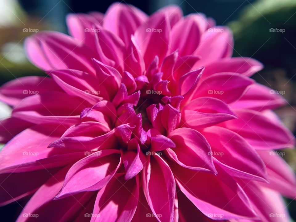 Dahlia 