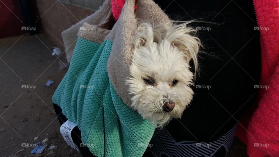 Dog in a bag,  Carrying my best friend.