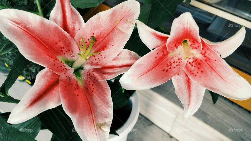 Beautiful Lilies Closeup