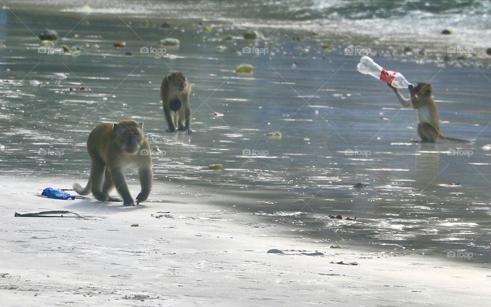 Monkey Beach near Phi Phi Thailand,  was one of my favorite adventures of Thailand.
