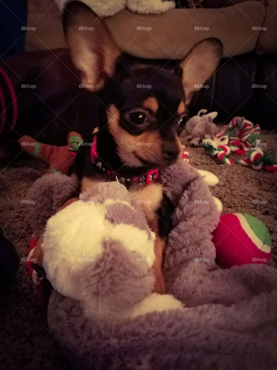 Dog, Canine, Pet, Mammal, Puppy