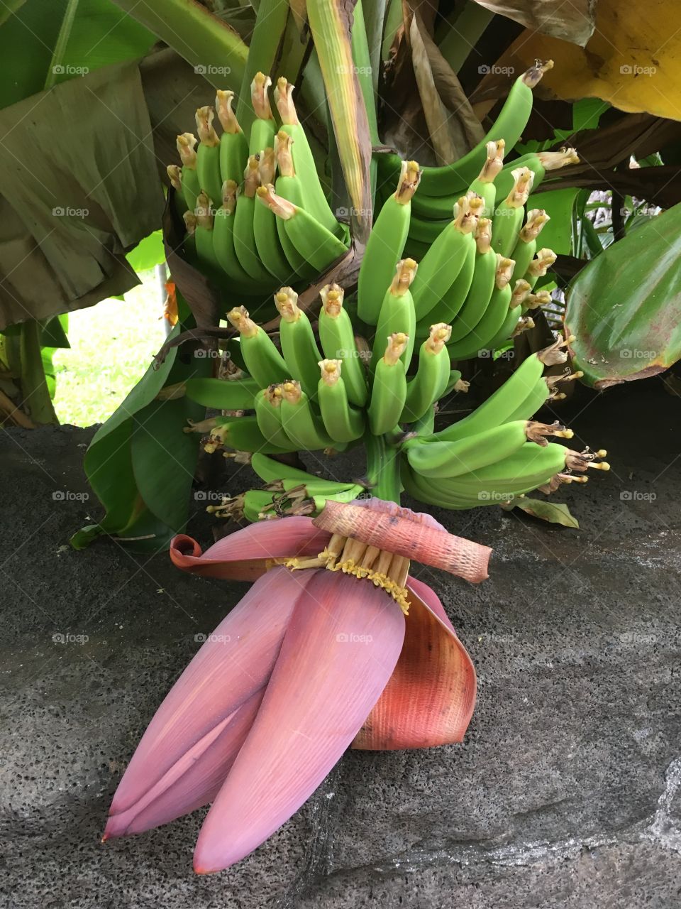Banana flower 