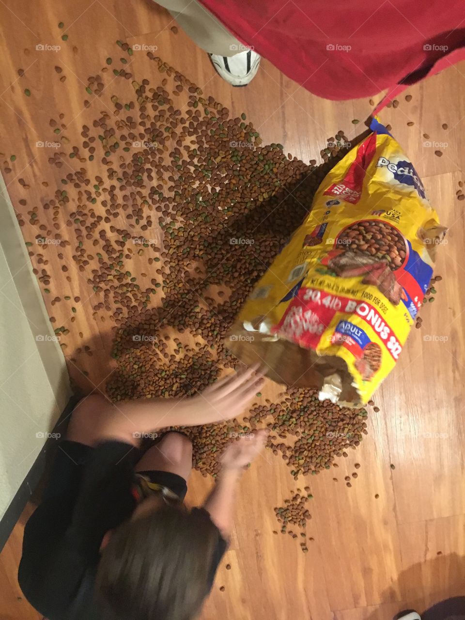 Mess of the food of dog 