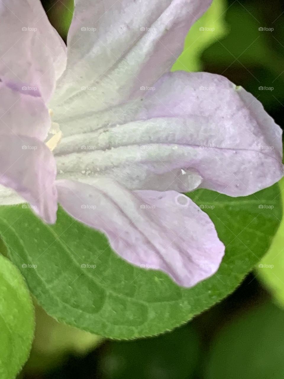 Color : purple x green , Countryside (Thailand)