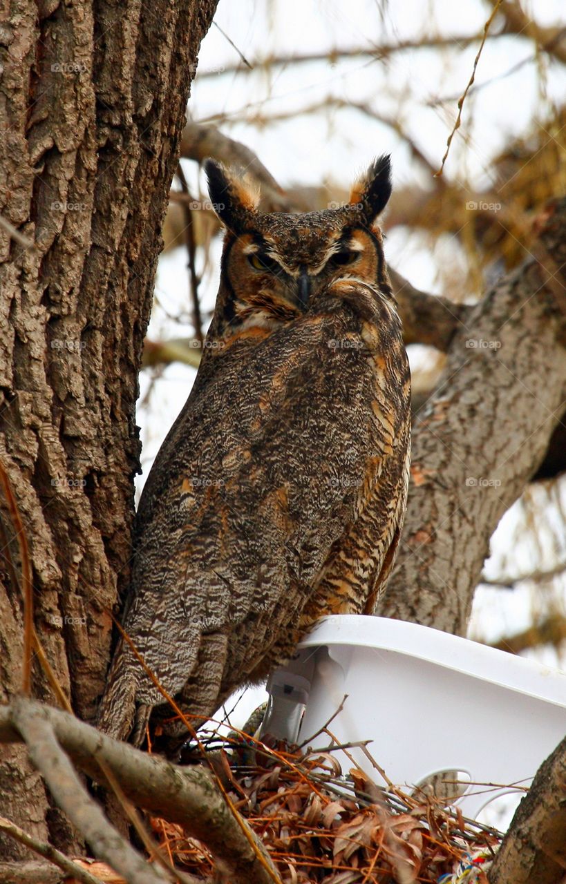 great horned owl