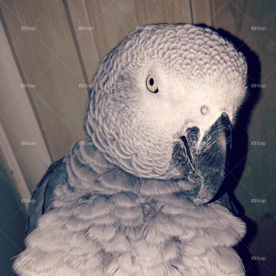 African Grey parrot