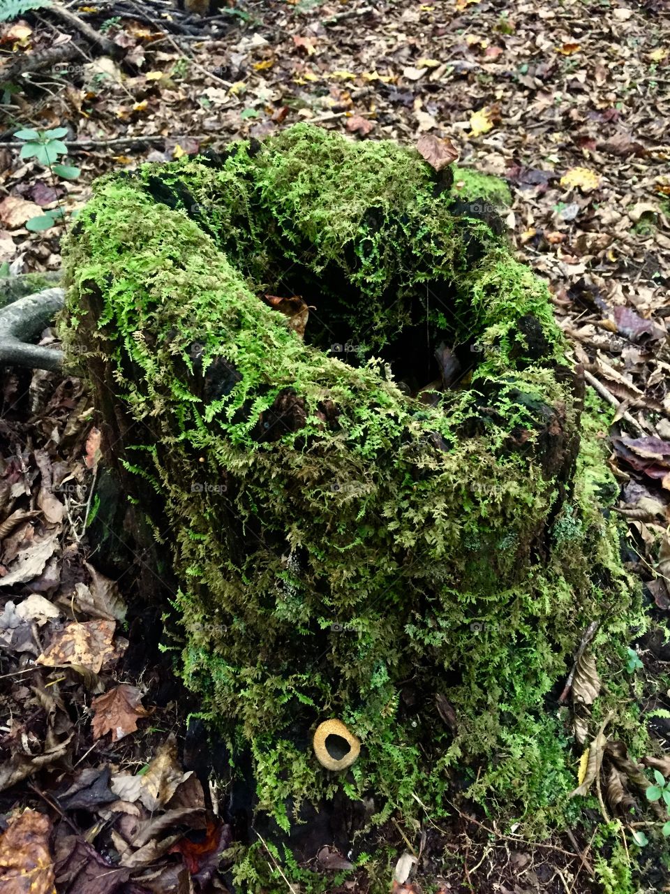 Mossy stump
