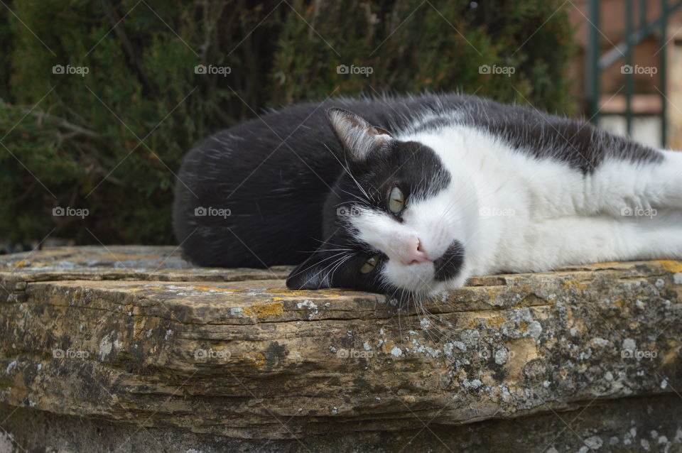 Cat looking at camera