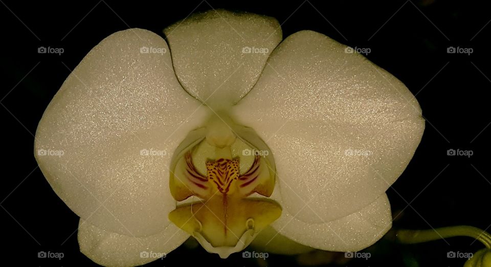 The flower doesn't think of the bee. It blossoms, and the bee comes ~ Mark Nepo
Let your beautiful soul shine through you and enjoy life ❤