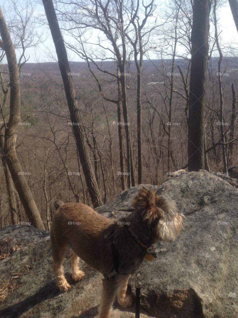 Spring hike with the pup