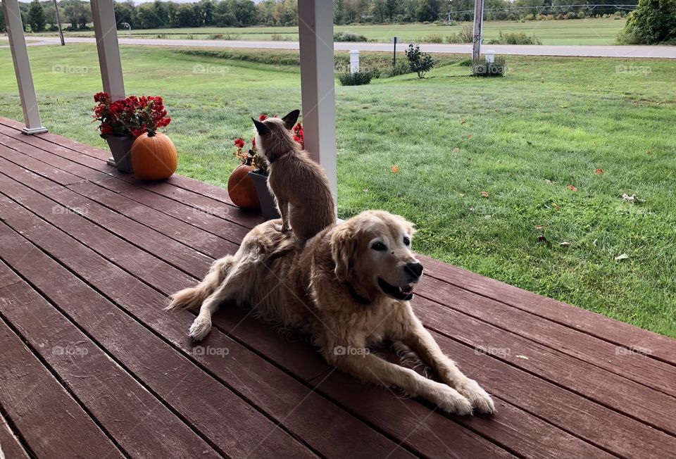 Dogs hanging out on porch. Best buds. Golden retriever and rescue dog