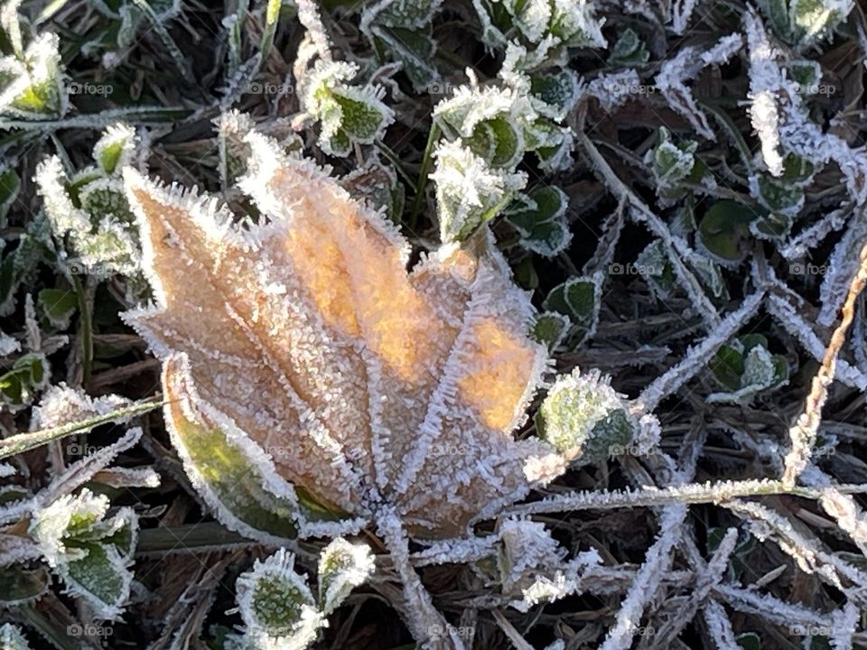 Snow on leaves 