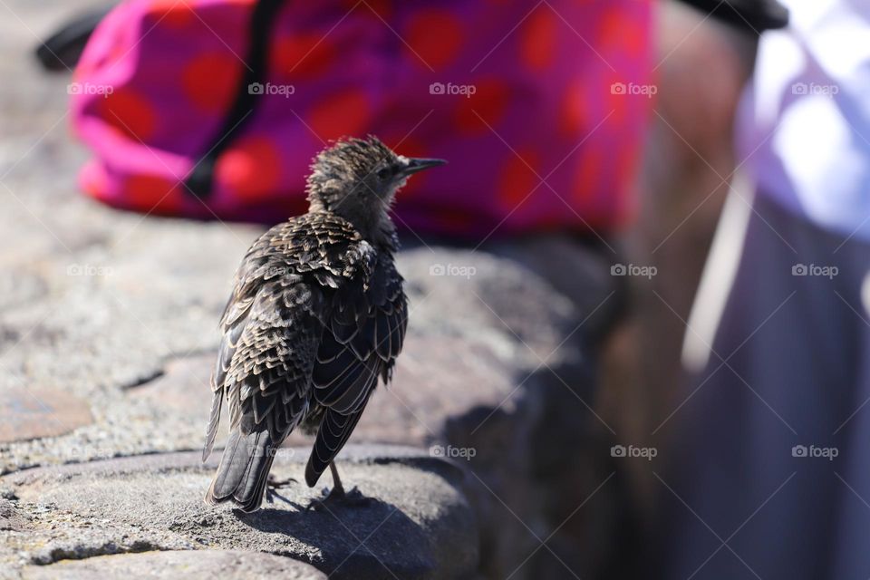 bird on a rock