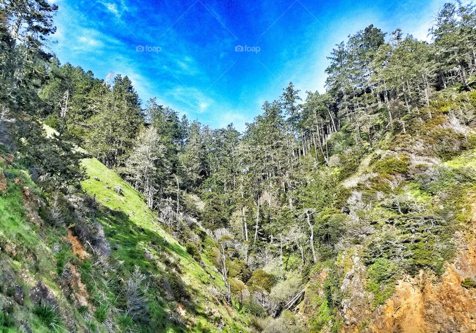 Can See the Forest Through...