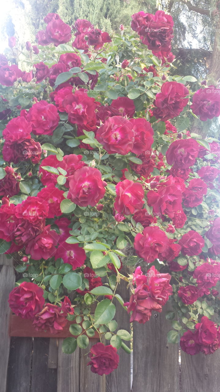 Red roses blooming