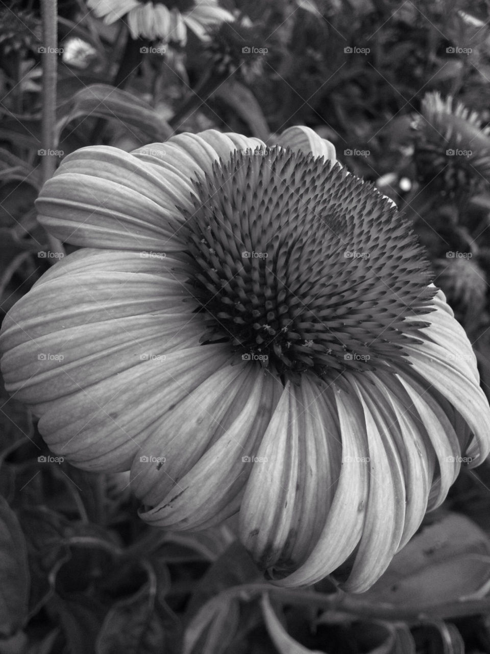 garden nature flower white by mksmith