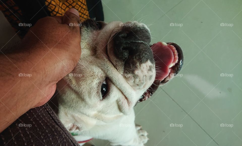 lovely dog 🐕 ❤️❤️