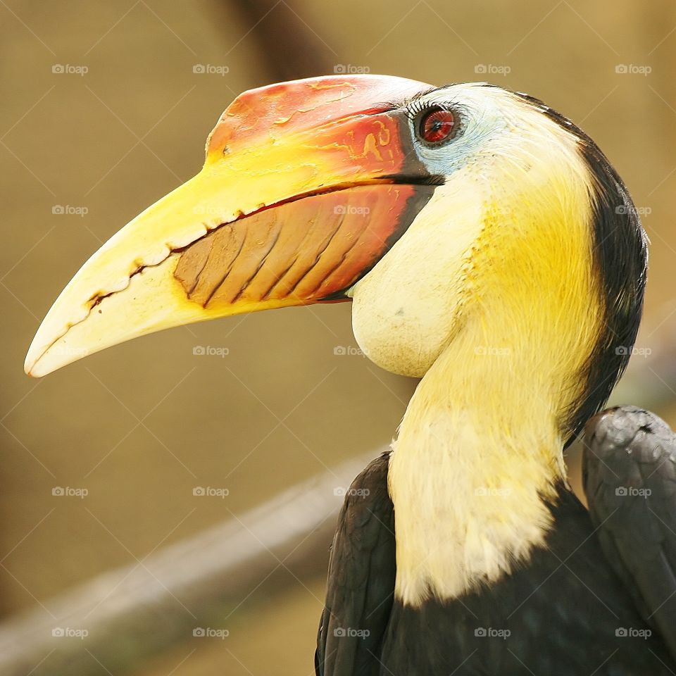 Bird eyelashes. I didn't realize what I had gotten with this one until I got home. Truly beautiful bird courtesy of the Jacksonville Zoo!