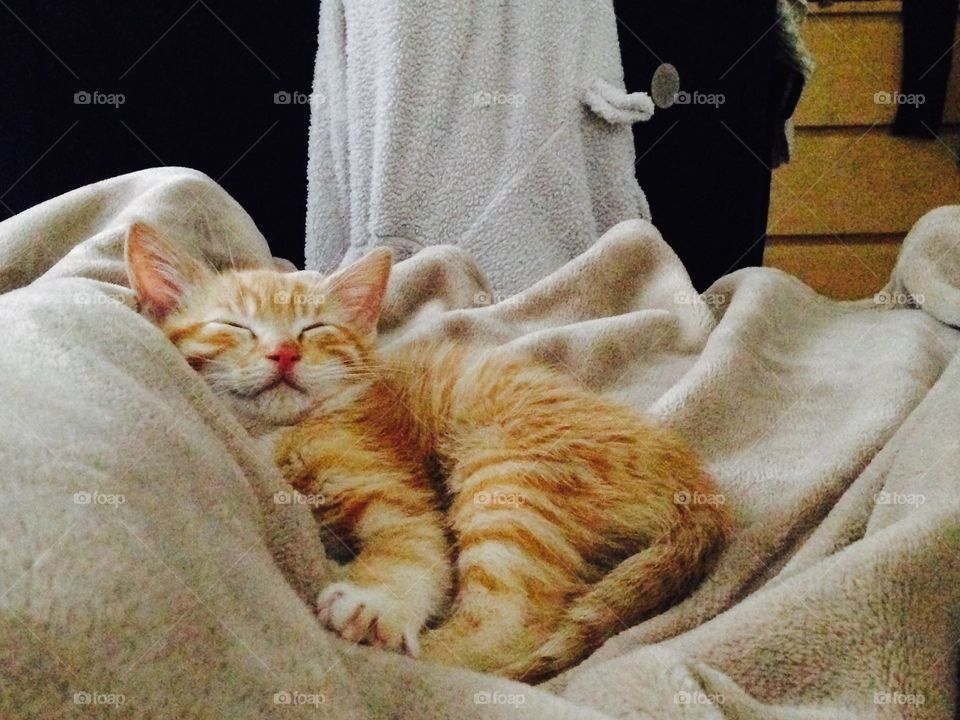 Kitten sleeping