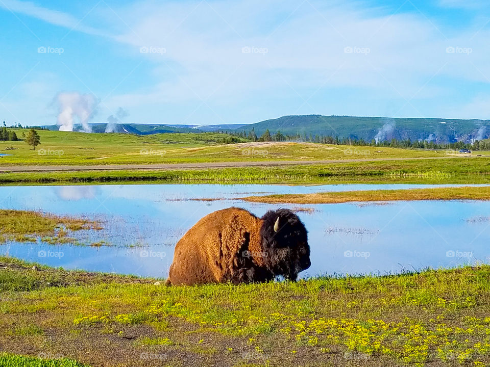 Buffalo resting in the morning hours in Yellowstone National Park