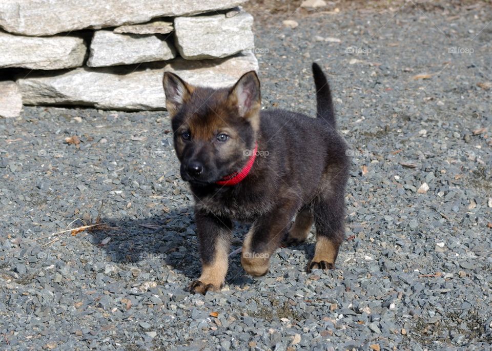 Handsome German Shepherd Puppy