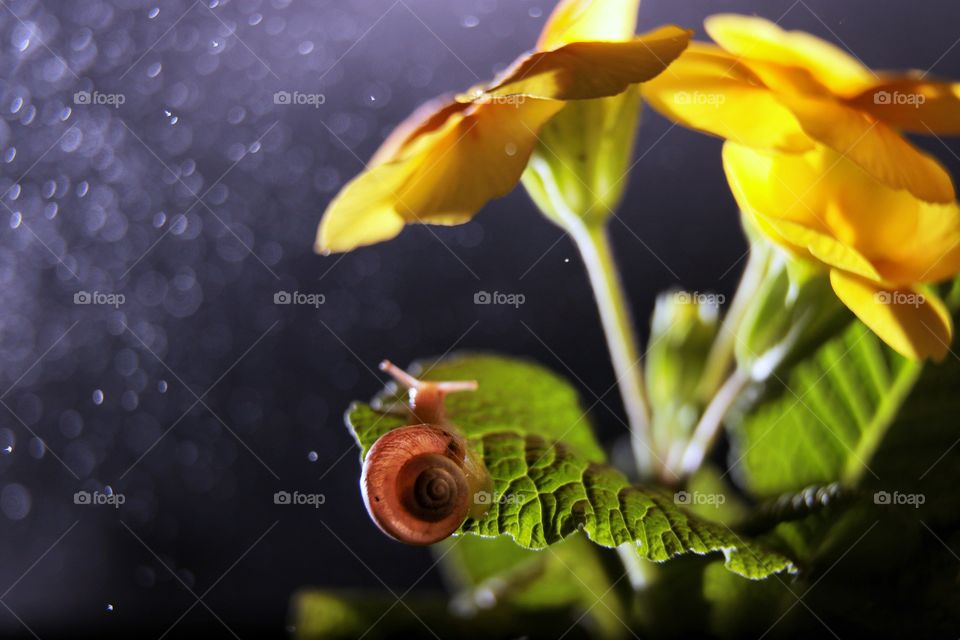 Snail on the leave of yellow flower 