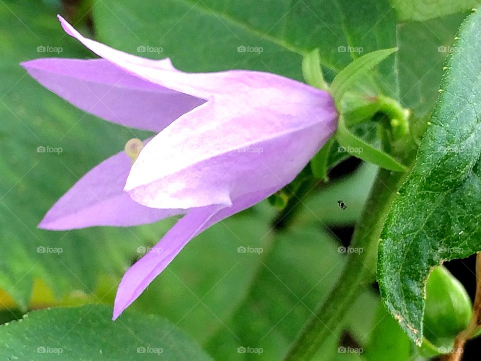 Purple wild flower 
