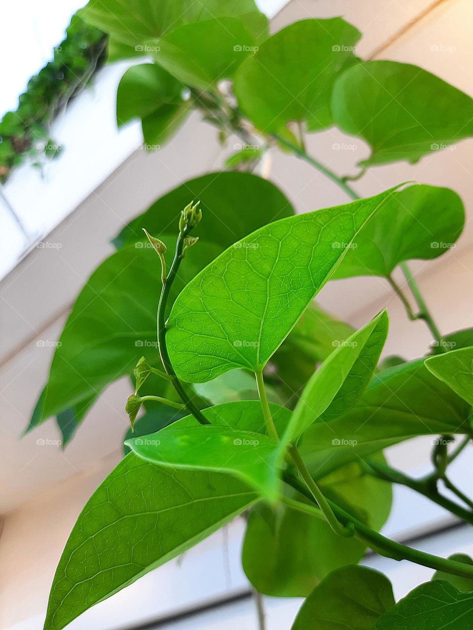 she goes whatever she can