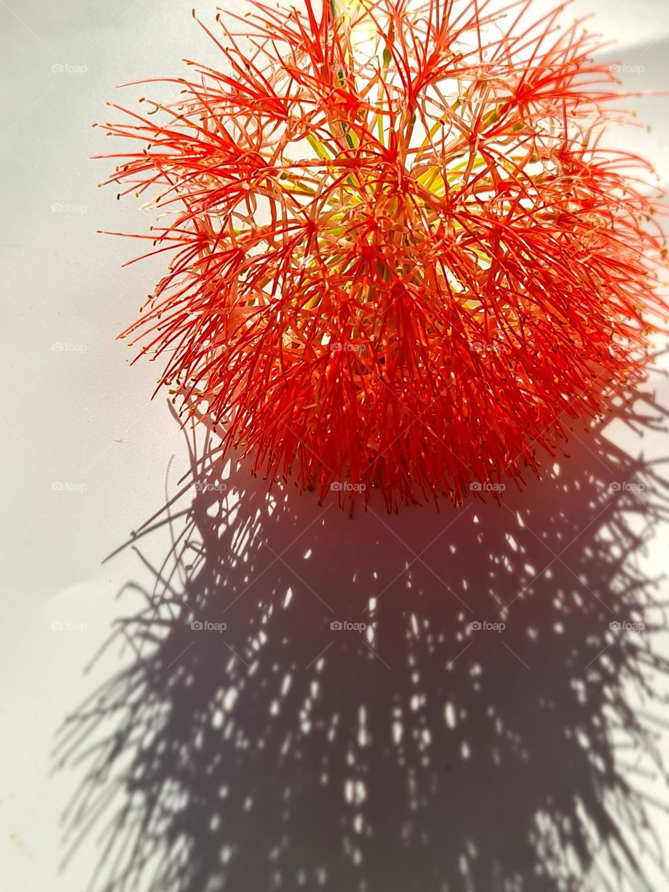 Scadoxus multiflorous 
Blood lily , African blood lily