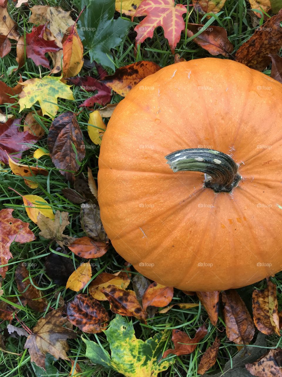 Pumpkin in a yard of fallen colourful leaves