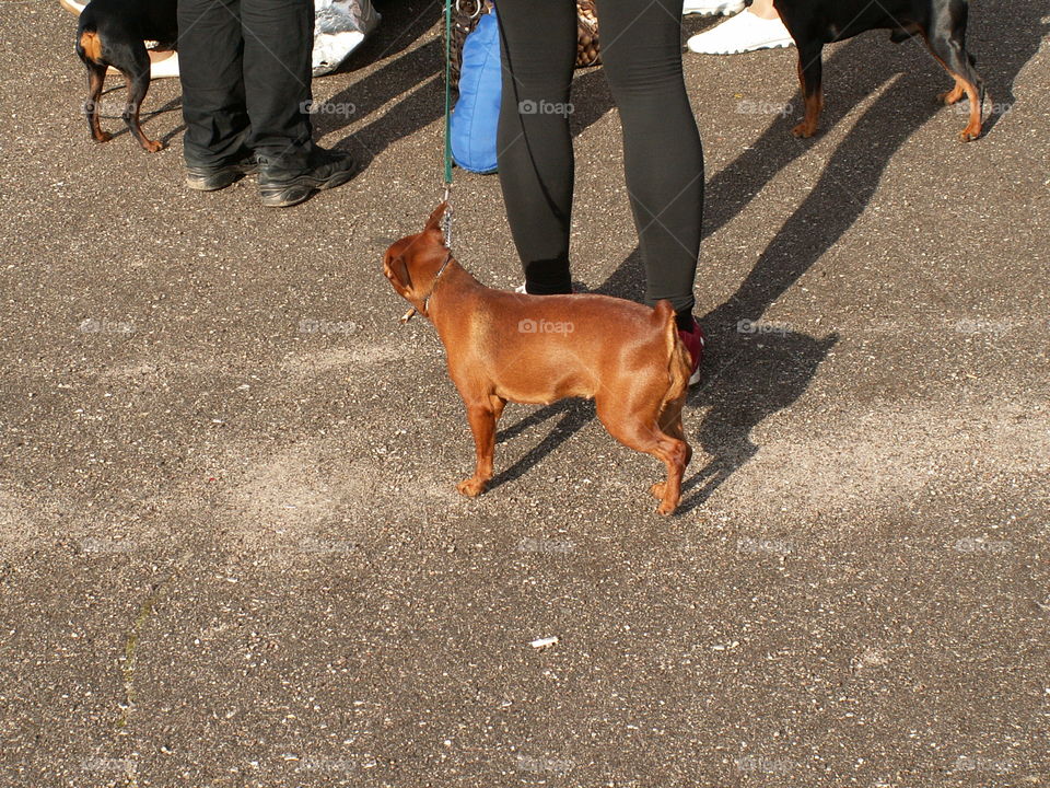 A dog on a leash